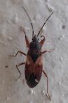 Eremocoris abietis