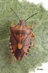 Carpocoris purpureipennis