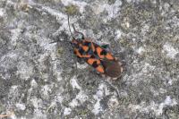 Spilostethus saxatilis