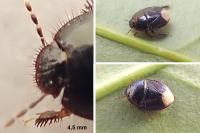 Microporus nigrita