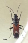 Pterotmetus staphyliniformis