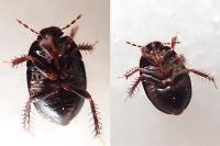 Microporus nigrita