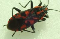 Spilostethus saxatilis