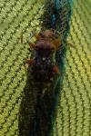 Rhopalus subrufus
