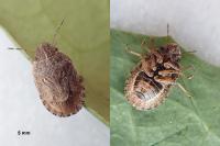 Sciocoris cursitans