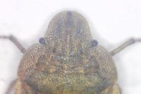 Sciocoris homalonotus