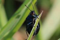 Zicrona caerulea