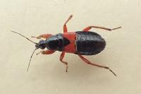 Prostemma guttula