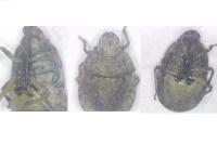 Sciocoris macrocephalus