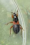 Prostemma guttula