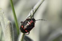 Eurydema oleracea