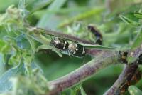 Eurydema oleracea