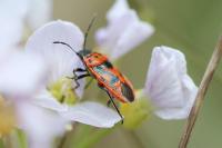 Eurydema ornata