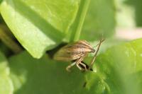 Aelia acuminata