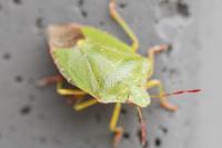 Palomena prasina