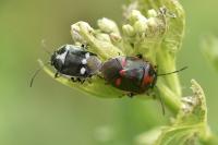 Eurydema oleracea