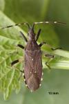 Dicranocephalus agilis
