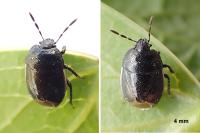 Legnotus limbosus