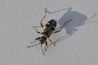 Beosus maritimus