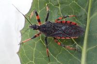 Rhynocoris annulatus