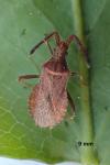 Coriomeris affinis