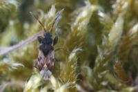 Scolopostethus thomsoni
