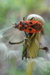 Corizus hyoscyami hyoscyami
