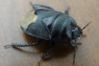 Cydnus aterrimus