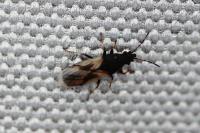 Metopoplax ditomoides