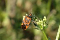Corizus hyoscyami hyoscyami