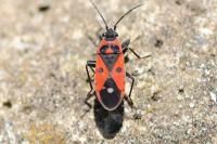 Melanocoryphus albomaculatus