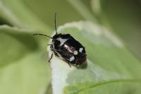 Eurydema oleracea