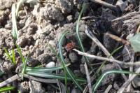 Pyrrhocoris apterus