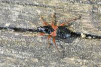 Prostemma guttula