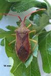 Gonocerus acuteangulatus