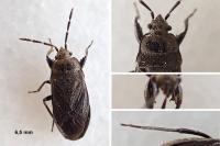 Megalonotus dilatatus
