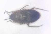 Emblethis verbasci
