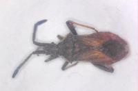 Coriomeris