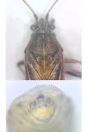 Stictopleurus punctatonervosus