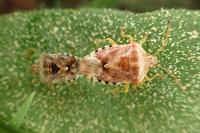 Elasmucha grisea