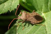 Coreus marginatus