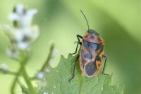Eurydema ornata