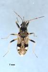 Beosus maritimus