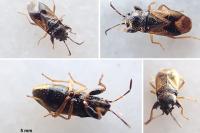 Megalonotus praetextatus
