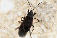 Eremocoris plebejus