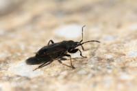 Eremocoris plebejus