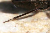 Eremocoris plebejus