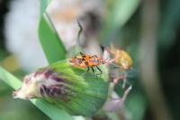 Corizus hyoscyami hyoscyami