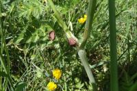 Graphosoma italicum italicum