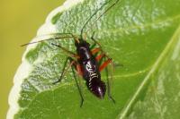 Miris striatus